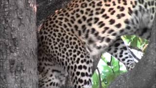 Tourist video of wild leopard waking up in a wildlife refuge & acting like a domestic house cat.