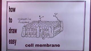 How to Draw Cell Membrane Easy/Draw Fluid Mosaic Model Plasma Membrane