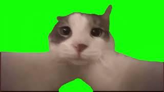 Cat Kissing Camera meme - Green Screen