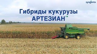 Как не потерять урожай кукурузы в засушливых условиях? Гибриды Сингента Артезиан™