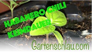 Keimdauer bei Chili/Habanero - Alles über Chili, Peperoni, Tomate, Paprika #61 // Gartenschlau.com