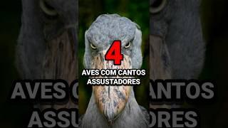 4 AVES COM CANTOS ASSUSTADORES #animais #aves #shorts #shortsvirais #curiosidades