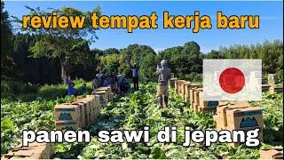 REVIEW TEMPAT KERJA BARU !! panen sawi di jepang