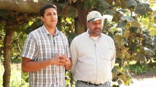 Meet J.T. and Jasbir Kullar, California Kiwifruit Farmers, How Kiwis Grow in California