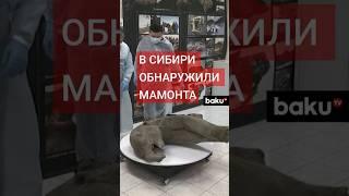 В Якутии обнаружили невероятно хорошо сохранившиеся останки годовалого мамонта в кратере Батагайка