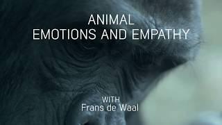 Animal emotions and empathy with Frans de Waal