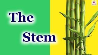 Parts of a Plant - The Stem | Environmental Studies Grade 3 | Periwinkle