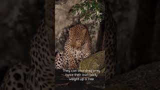 Leopard Fun Facts | Kids educational videos | #shorts #onlineeducation #safari