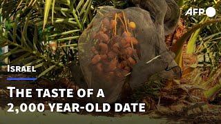 What does a 2,000 year-old date taste like? | AFP