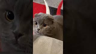  Kucing lucu | cats meowing videos #shorts