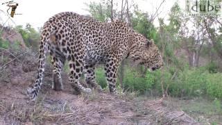 Male Leopard ROAR!