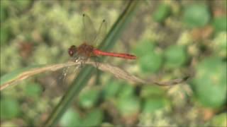 Ruddy Darter Dragonflies Sympetrum sanguineum males 15th September 2016