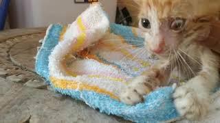 Dying kitten's last meow