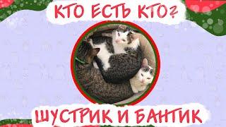 Как отличить Бантика от Шустрика!!! Милые котята, забавные котики и их мама Куки.