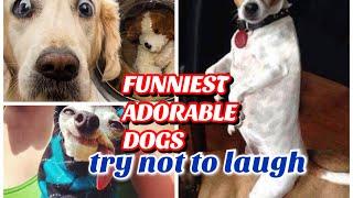 Funniest and adorable dogs | try not to laugh | dog lover