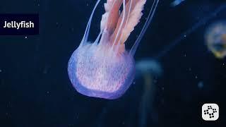 Marine Life First Aid - Jellyfish, Stingray, and Sea Urchin