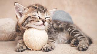 Music to Calm Cats  End Stress With Relaxation Music & Anxiety Relief | Cat love Music