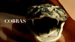 Chamada do Filme "Cobras" no Top Cine Band | Dub. Clássica | Horror Collection