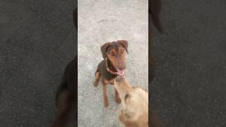 Dobo the Chimpanzee    busy in himself #youtube #shorts#viral #golden retriever#doberman #dogs#funny