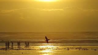 Pacific Beaches   #oregon #beach #beachdriving #clamdigging #washington #rvadventures  #rvlife #fun