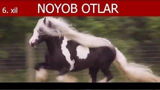 NOYOB OTLAR / TOP 6.