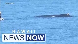 Kayakers, paddleboarders get illegal close encounters with humpback whales