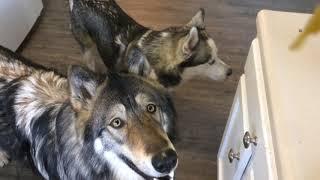 Dog Bite vs Wolf Bite