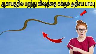 ஆகாயத்தில் பறந்து விஷத்தை கக்கும் அதிசய பாம்பு| Facts in tamil | minutes mystery | #shorts #snake