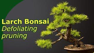 Spring maintenance of Larch Bonsai: Pruning and defoliating