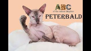 PETEBALD - A hairless cat