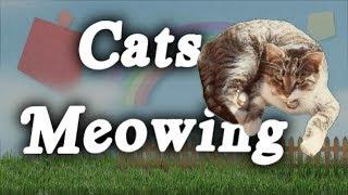 ▶️ Cats Meowing Sound Effects. ASMR Cats. Meowing Cats Ambience. 12 Hours. 