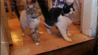 Cats run into cling film