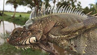 Iguana Caught Underwater