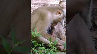 Lovely Abandon Monkey - Enjoy Watching Orphan Baby Monkey In Wild Monkey - Daily Baby Monkey #Short