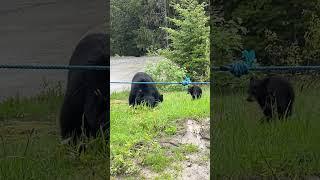 Crazy Bear Encounter On My Bike