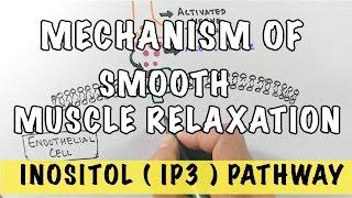 Mechanism of Smooth Muscle Relaxation | Role of Nitric Oxide | IP3 Pathway