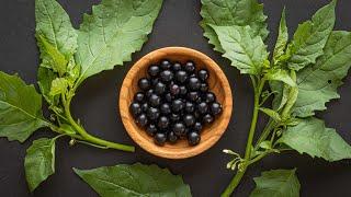 Eating Black Nightshade Berries and Greens (Solanum nigrum and friends)