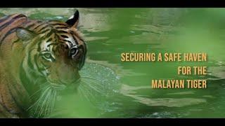 Securing a Safe Haven for the Malayan Tiger