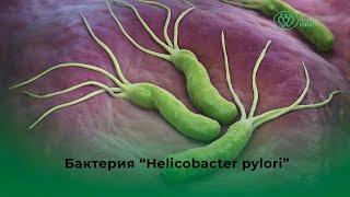 Что такое Helicobacter pylori и как она отравляет жизнь