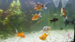 Золотые рыбки в аквариуме. Golden finish in aquarium.