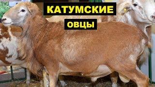 Разведение катумских овец как бизнес идея | Овцеводство | Катумские овцы