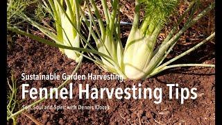 Sustainable Garden Harvesting - Fennel Harvesting Tips