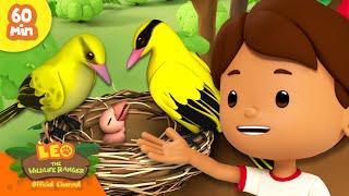 FEEDING BABY BIRDS!  | 60 MIN | Leo the Wildlife Ranger | Kids Cartoons