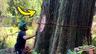 This HUGE Tree Removal Was A Real Challenge - Red Cedar Logging