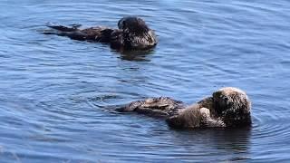 Momma Otter Gets a Massage