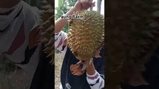 Momen durian baru jatuh dari pohonnya  #shorts