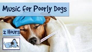 Music for Sick Dogs. If your Dog is ill - Try this Music to Relax them!  #POORLY01