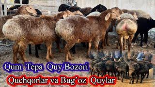 QUM TEPA BOZORI QUY QUCHQOR zo'r buldi NARXLARI.12,12,2024