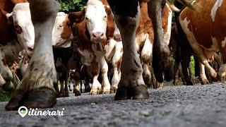 ITINERARI: VAL BIANDINO, I GIOVANI DELL' ALPEGGIO.RIFUGIO SANTA RITA, UNA GESTIONE TUTTA IN FAMIGLIA