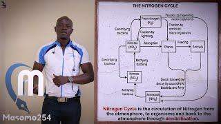 Nitrogen Cycle Ecology; Biology Form 3